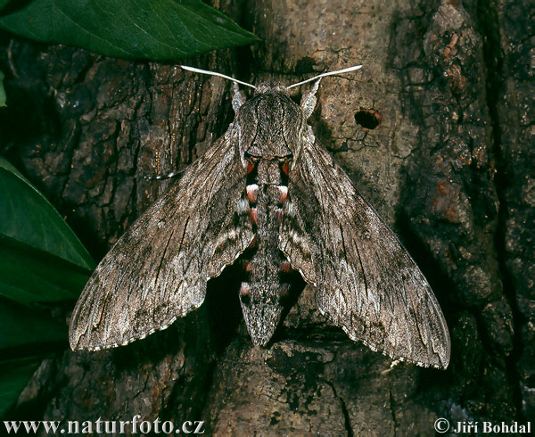 convolvulus-hawk-moth-2514.jpg