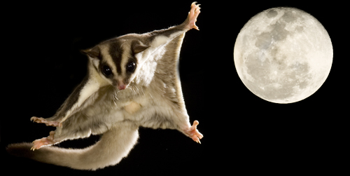 Sugar%20Glider%20voplaning-%20047950%20w%20moon.jpg