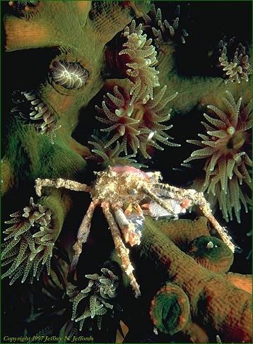 Crab%20on%20coral.jpg