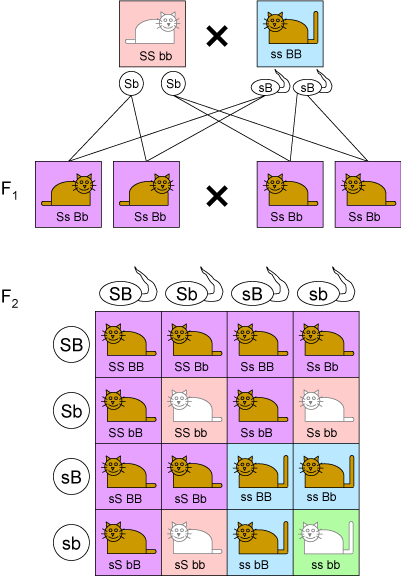 Dihybrid_cross.png