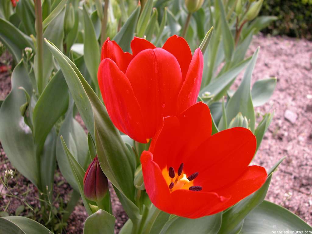 tulipan_Apeldoorn_06.JPG