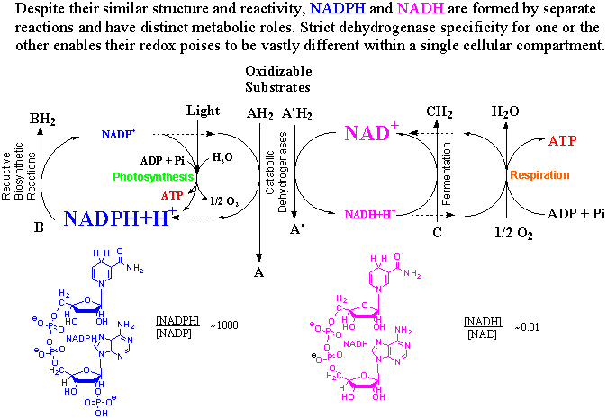 NAD(P)Roles.GIF