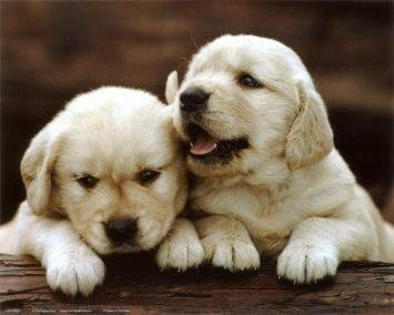 cute-puppies.jpg