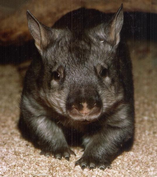 wombat.jpg