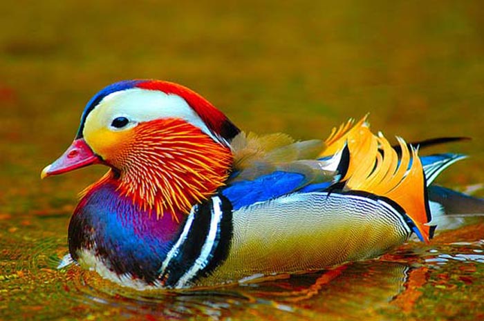 Mandarin-duck_3.jpg
