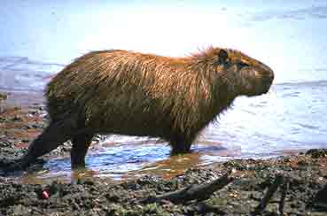 capivara.jpg