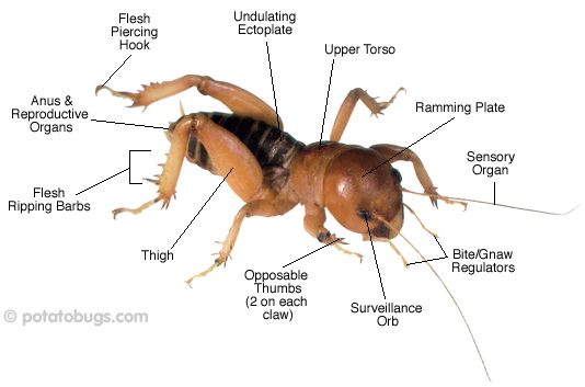 pbug_parts.jpg