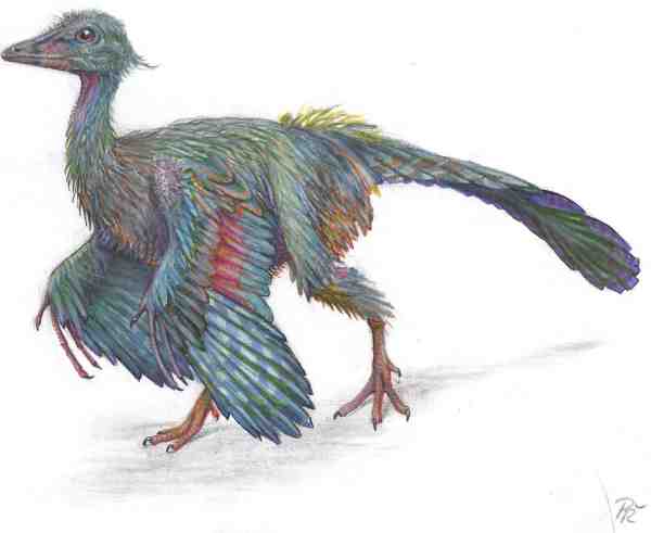 Archaeopteryx%20small.jpg