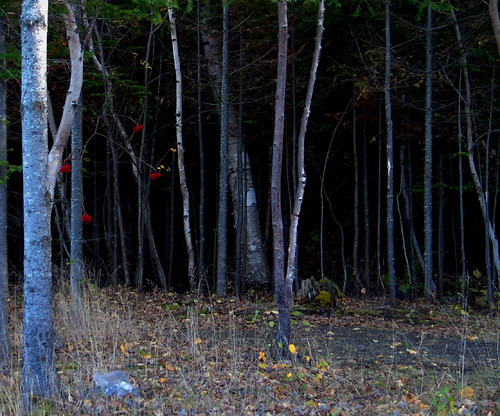 276820503_162cd319f4.jpg