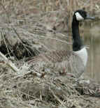 cangeese-nest5-tn.jpg