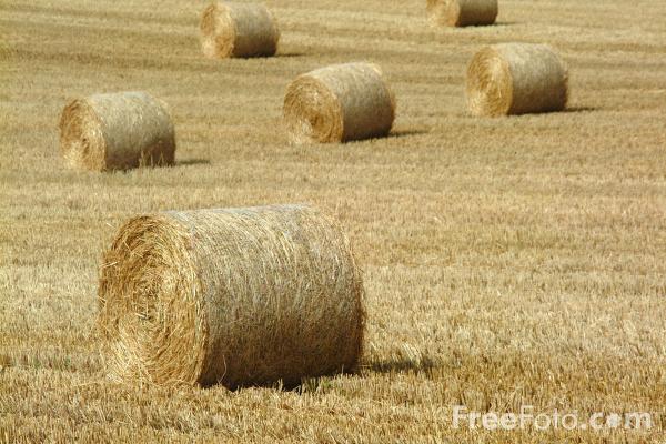 hayround.jpg