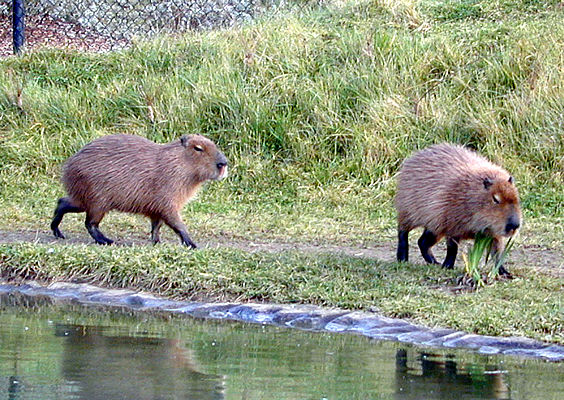 capybaras.jpg