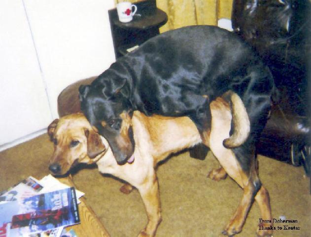 dobdoit2-Dogs-mating.jpg