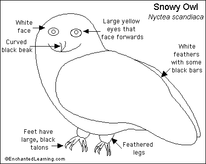 Snowyowl_bw.GIF