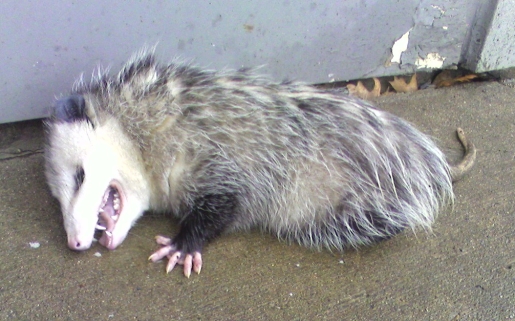 opossum-playing-possum.jpg