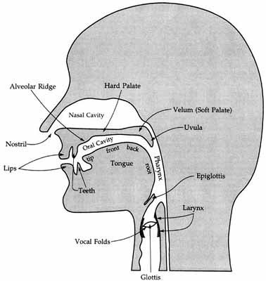 PhoneticsVocalTract.jpg