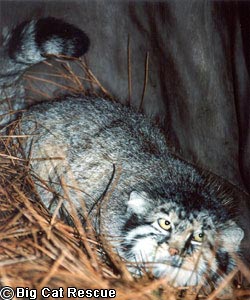 manul.jpg