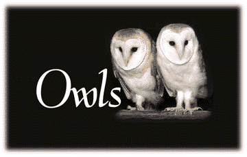 owls_title.gif
