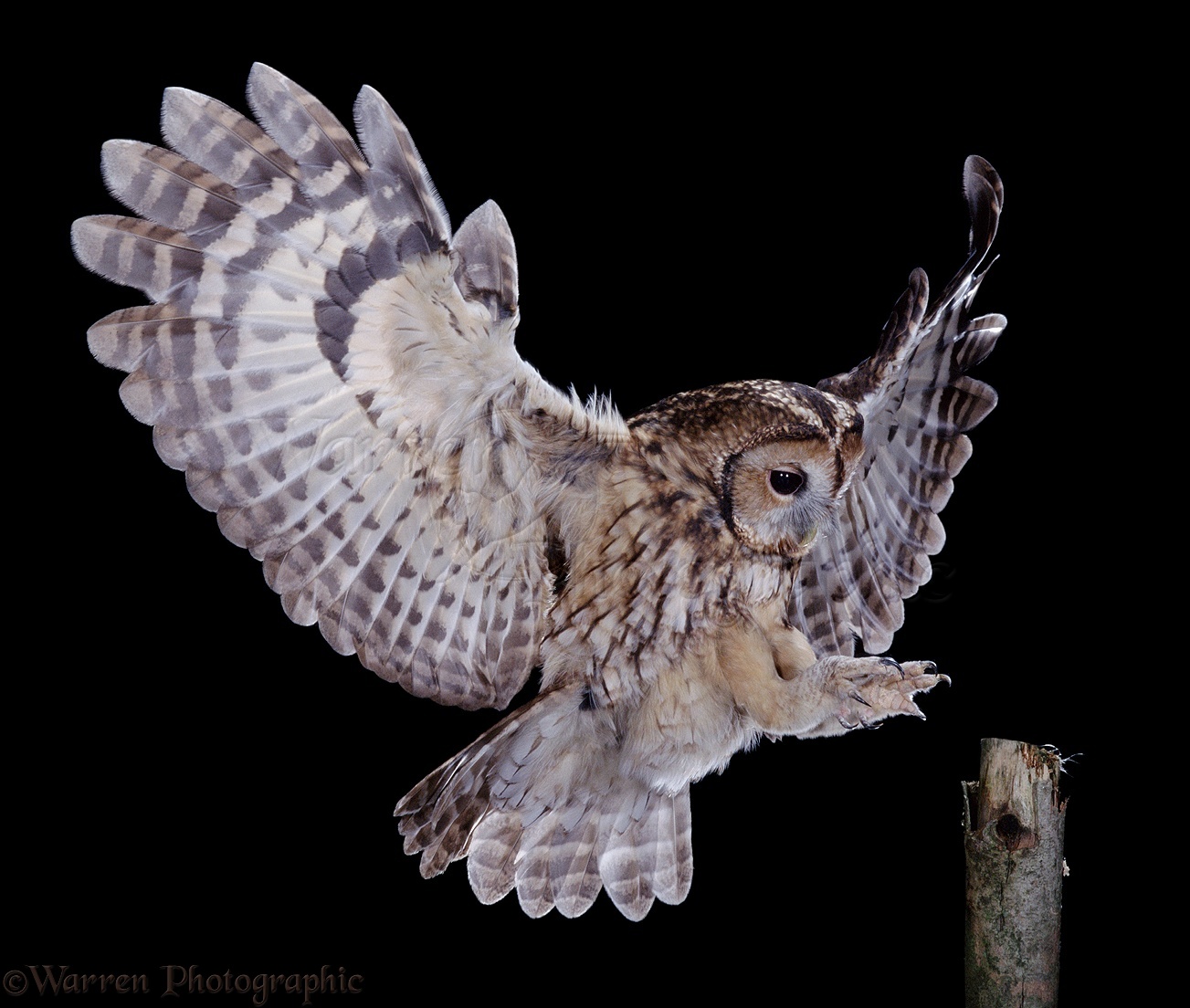 02115-Tawny-Owl-alighting.jpg