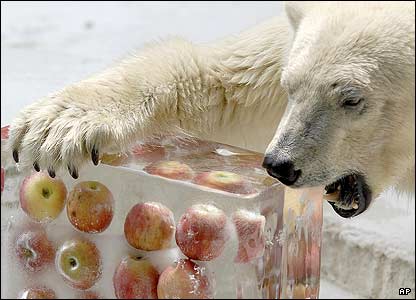 _41906050_polarbear_416_ap.jpg