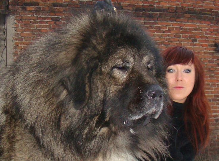 43fc556dbb824e2ca453011b1372a2fe--caucasian-dog-russian-caucasian.jpg