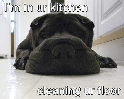 KitchenLOLdog.jpg