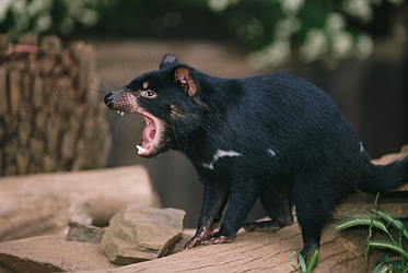 Tasmanian-Devil-668.jpg