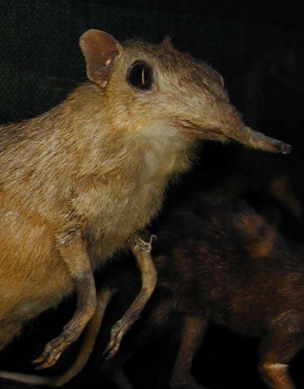 Dscn1983-elephant-shrew_crop_600x766.jpg