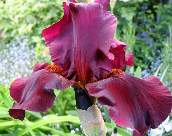 maroon-bearded-iris.jpg