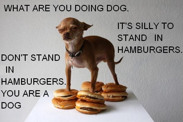 burger_dog.jpg