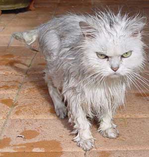 wet_cat.jpg