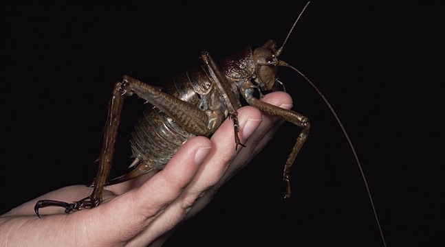 giant-weta.jpg