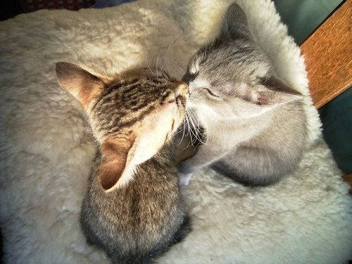 kittens_kissing.jpg