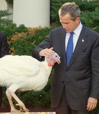 bushturkey1.jpg