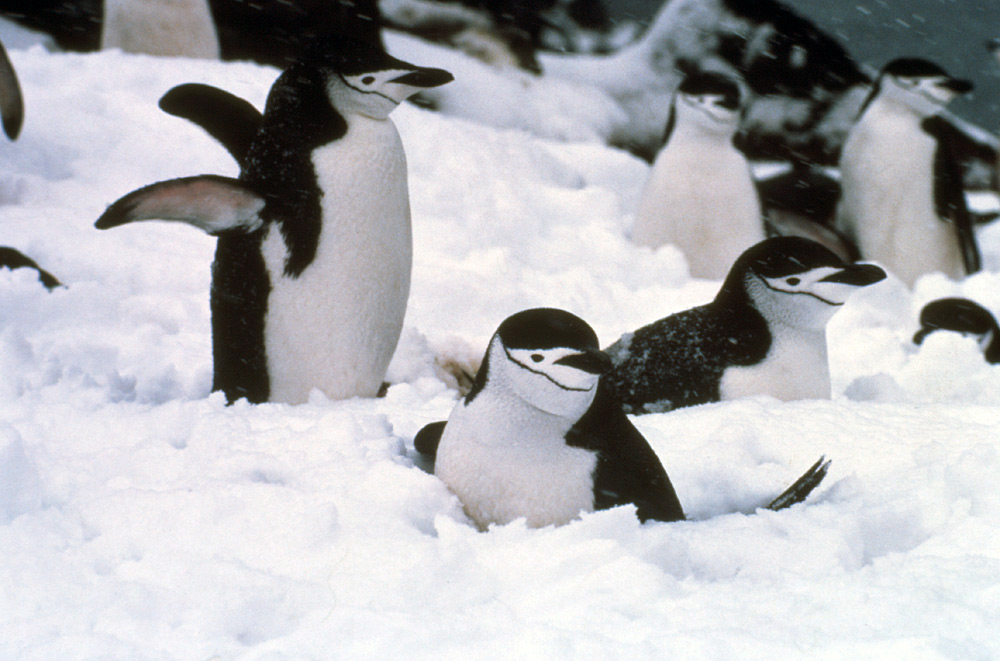 chinstrap_penguin1.jpg