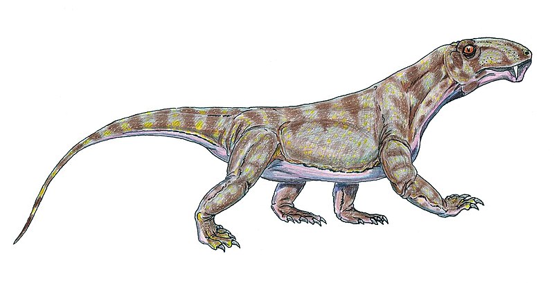 800px-Biarmosuchus.jpg