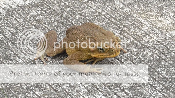frog01.jpg
