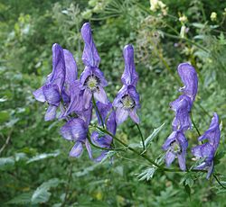 250px-Aconitum_variegatum_110807f.jpg