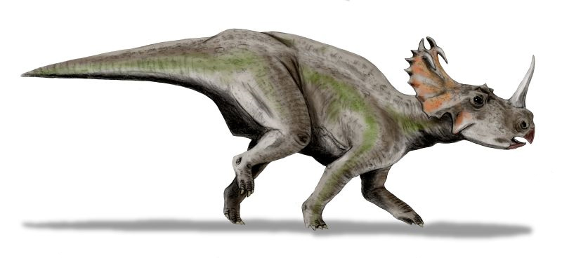 Centrosaurus_BW.jpg