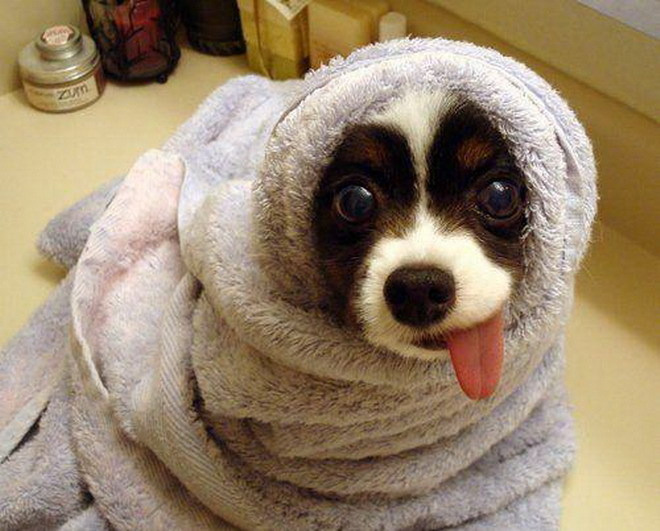 MORE-SUPER-CUTE-ANIMALS-dogs-13655586-660-531.jpg
