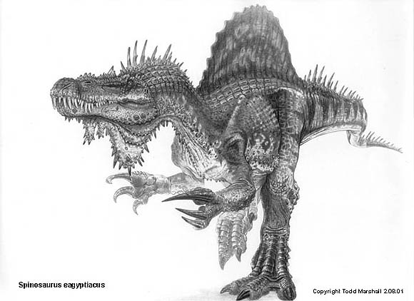 spinosaurus_eagyptiacus_display.jpg