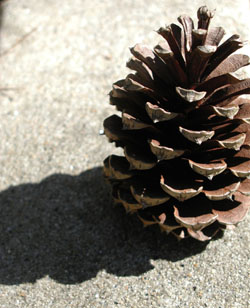 pinecone.jpg