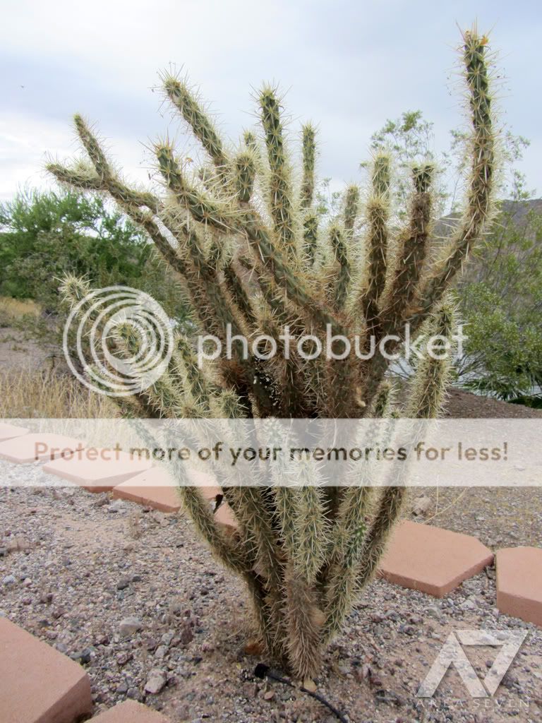 cactus02.jpg