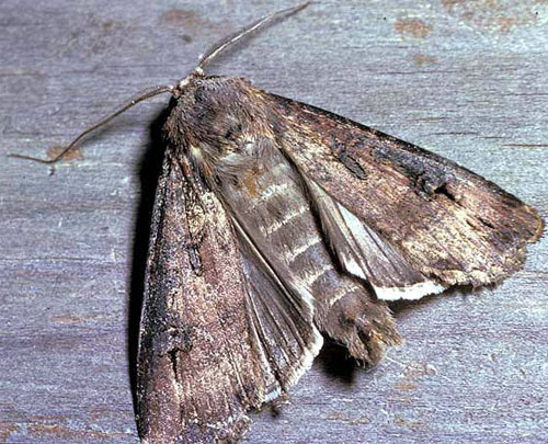 bogong-moth.jpg