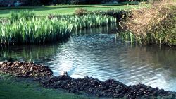 pond.jpg