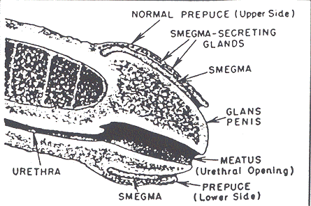 Fig1.gif