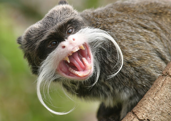 1717Emperor_Tamarin_by_Peter_Smart.jpg