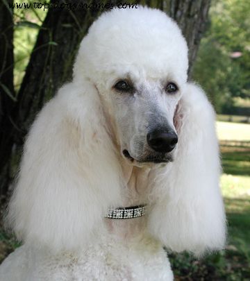 standard-poodle.jpg