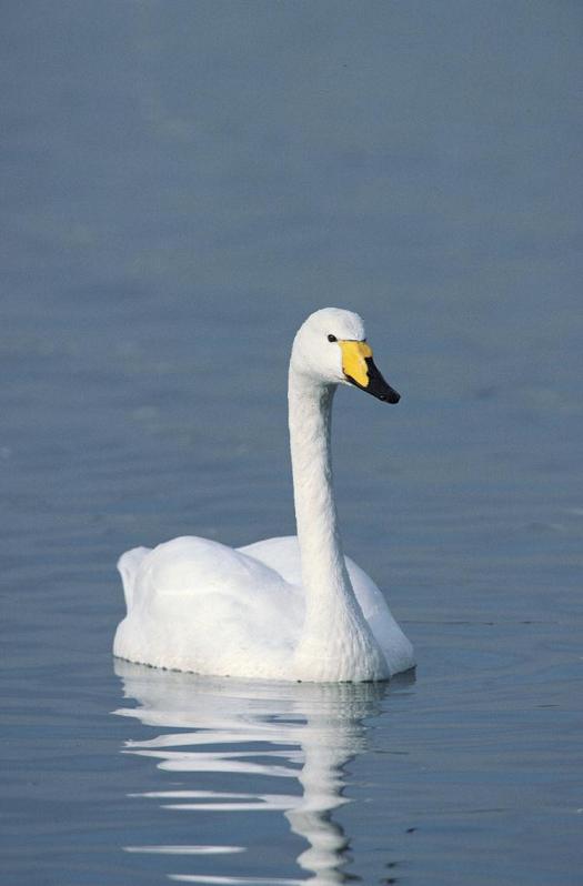 whooper-swan.jpg