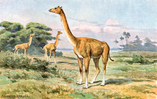 Aepycamelus_Alticamelus_hharder.jpg